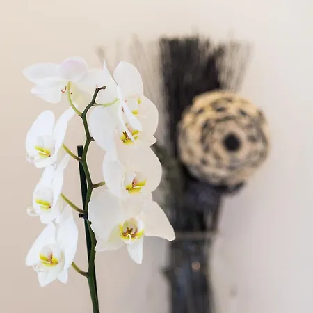 Fairy Of The Seas * Split