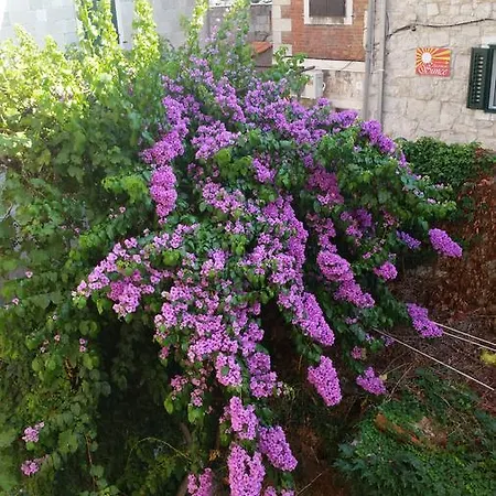 Fairy Of The Seas * ספליט